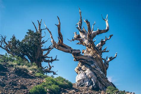 The oldest tree's curse and its effects on nearby communities